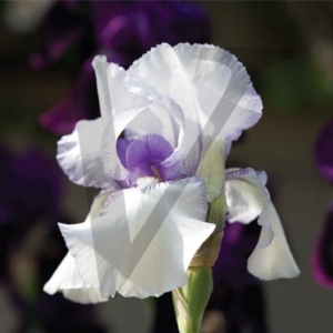 White Iris IPP147