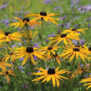 Echinacea IPP148