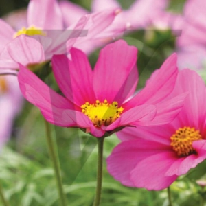 Cosmos IPP159