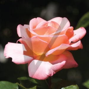 Apricot Rose IPP160