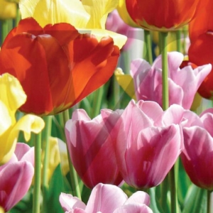 Spring Tulips IPP161