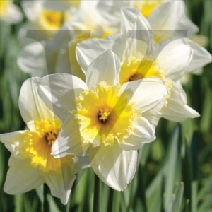 Daffodils IPP164