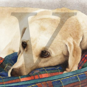 Painted Labrador in bed IPP204