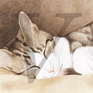 Painted sleeping cat IPP205