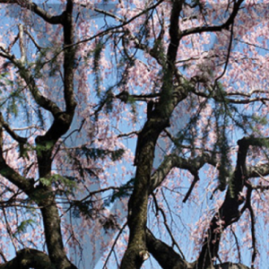 Blossom over water