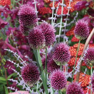 Thistle IPP114