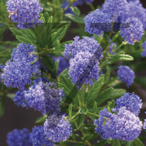Ceanothus IPP115