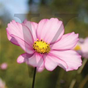 Pink Flower IPP116