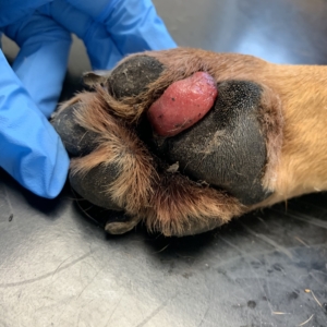 Oncology Refresher – Part 5