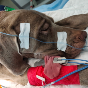 High Risk Anaesthesia – Part 2