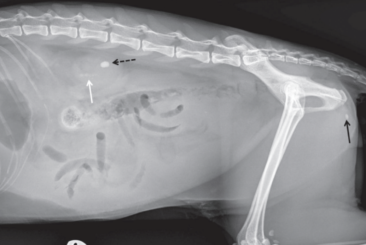 Abdominal Imaging in Dogs and Cats