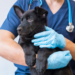 Emergency/Critical Care: Vets – Part 3