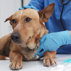 Emergency/Critical Care: Vets – Part 1