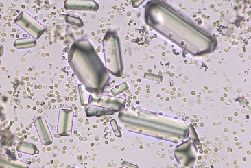 Fluid Cytology for General Practice