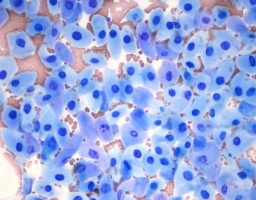 Skin Cytology for General Practice