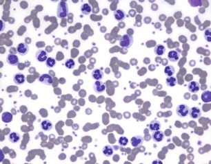 Haematology of the Dog and Cat