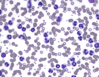 Haematology of the Dog and Cat