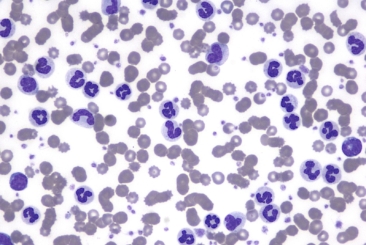 Haematology of the Dog and Cat