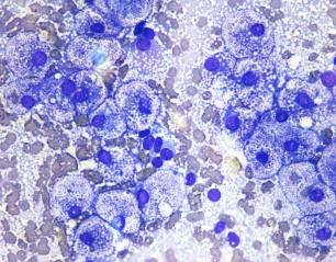 Cytology of the Internal Organs