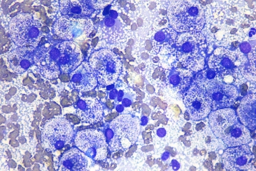 Cytology of the Internal Organs