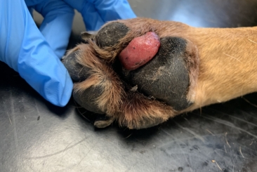 Oncology Refresher – Part 5