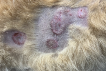 Oncology Refresher – Part 4