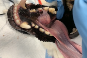 a dog with its mouth open