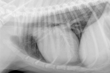 Thoracic Radiology in Dogs and Cats