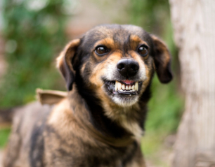 Companion Animal Behaviour – Part 2