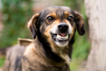 Companion Animal Behaviour – Part 2