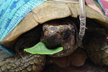 Reptiles in General Practice