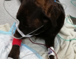 Emergency/Critical Care: VNs – Part 2