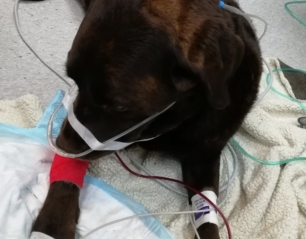 Emergency/Critical Care: VNs – Part 2