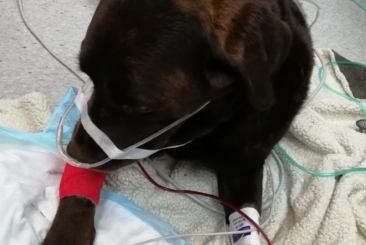 Emergency/Critical Care: VNs – Part 2