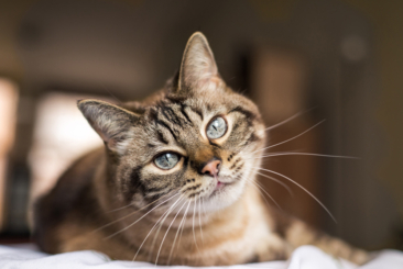 Feline Medicine Update – Part 2