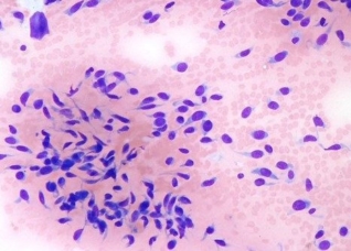 Cytology & Haematology