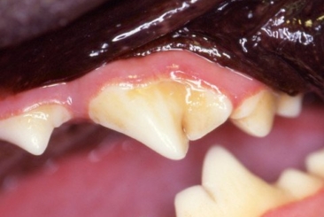 Companion Animal Dentistry