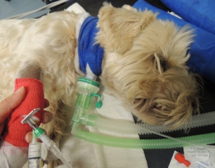 High Risk Anaesthesia