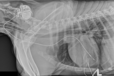 Small Animal Cardiology