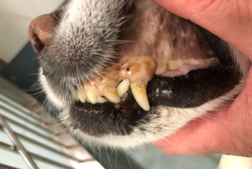 Anaemia in Cats and Dogs