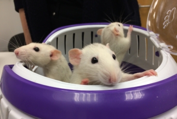 Small Mammal Medicine/Surgery