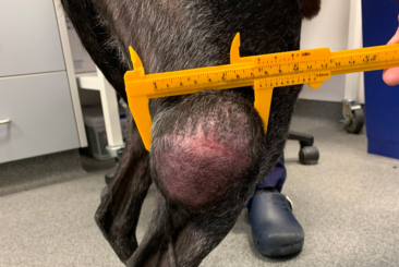 Oncology Refresher – Part 2