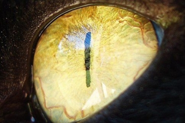 Small Animal Ophthalmology