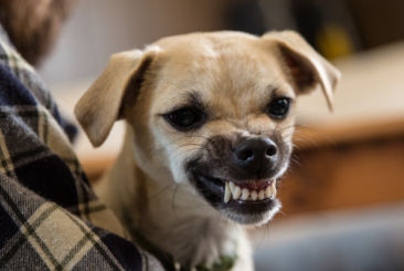 Companion Animal Behaviour – Part 3