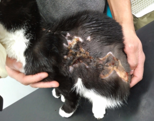 Advances in Feline Dermatology