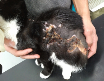 Advances in Feline Dermatology