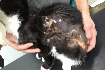 Advances in Feline Dermatology
