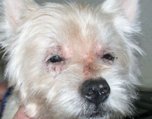 Advances in Canine Dermatology