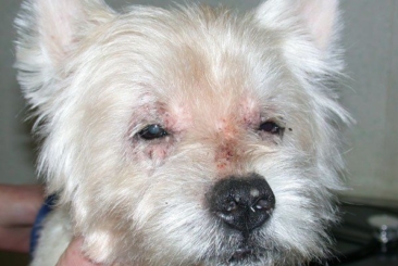 Advances in Canine Dermatology