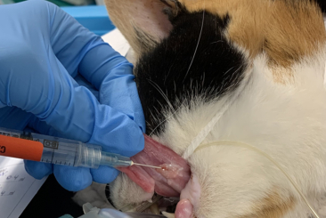 Oncology Refresher – Part 3
